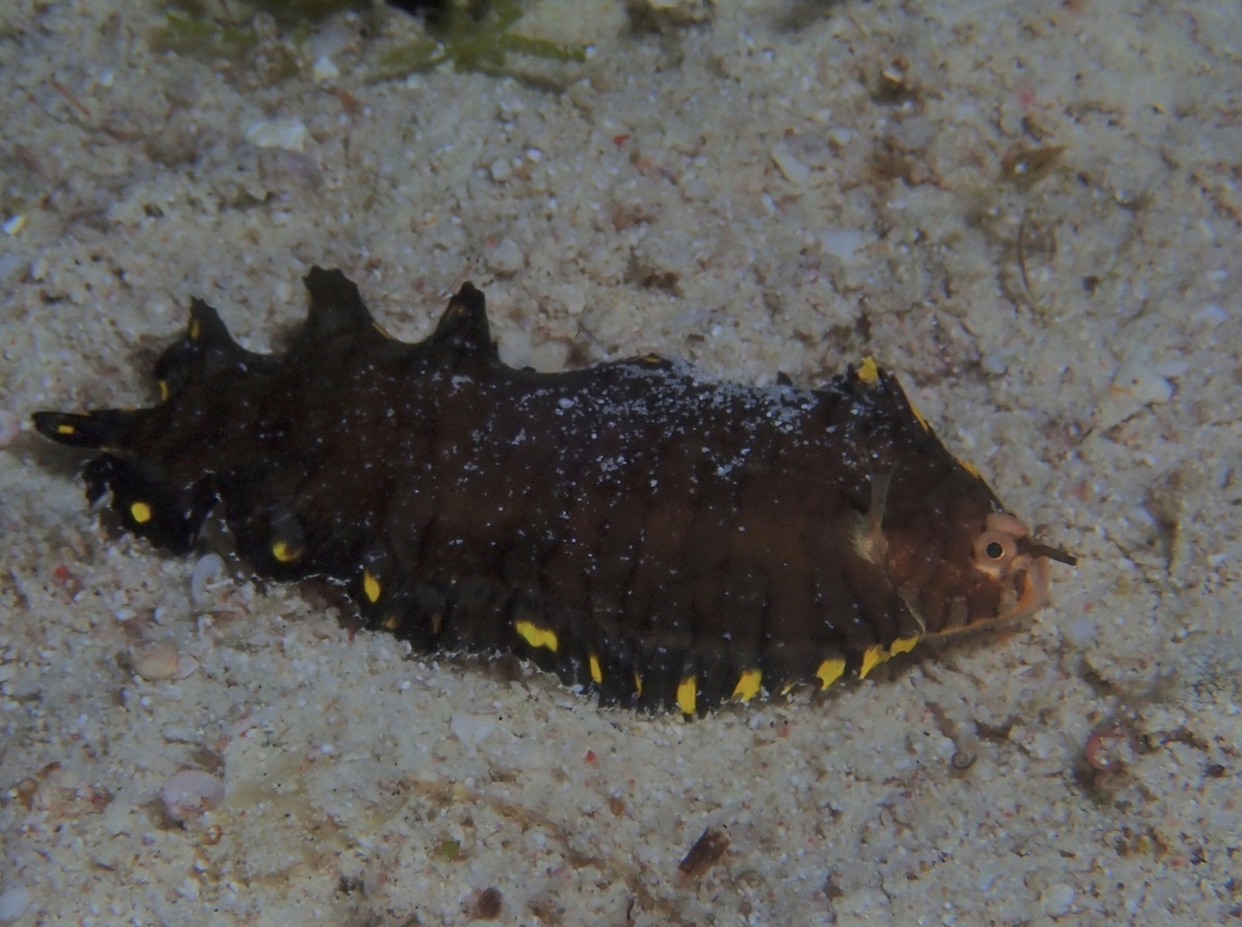 Sole - Soleichthys siammakuti  Cebu,Fish,Malapascua,Philippines,Sole,Soleichthys siammakuti