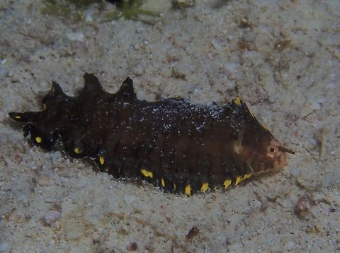 Sole - Soleichthys siammakuti  Cebu,Fish,Malapascua,Philippines,Sole,Soleichthys siammakuti