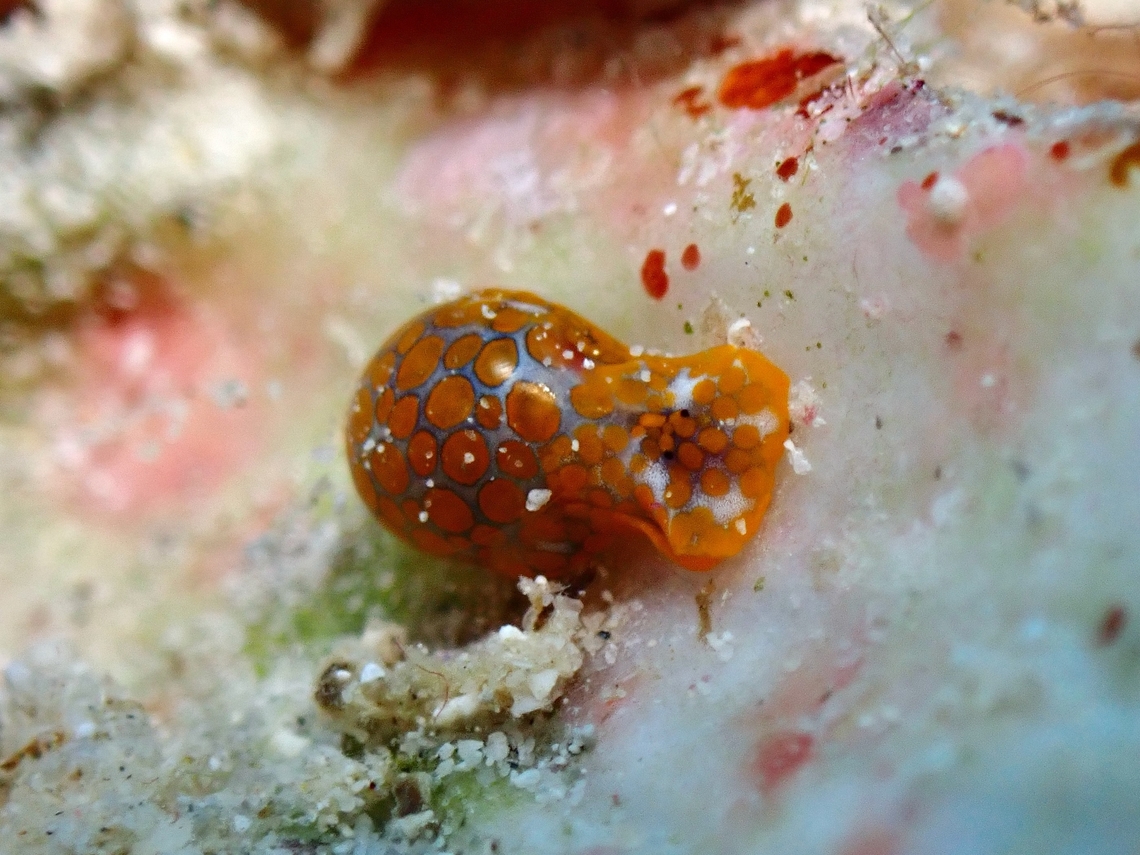 Headshield Slug - Lamprohaminoea evelinae  Headshield Slug,Lamprohaminoea evelinae,Philippines,Romblon,Sea Slug