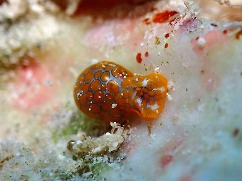 Headshield Slug - Lamprohaminoea evelinae  Headshield Slug,Lamprohaminoea evelinae,Philippines,Romblon,Sea Slug