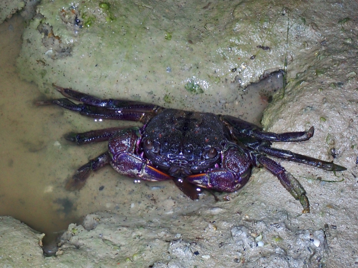 Vinegar Crab - Episesarma mederi X2 Crab,Episesarma mederi,Philippines,Romblon,Thai Vinegar Crab,Vinegar Crab