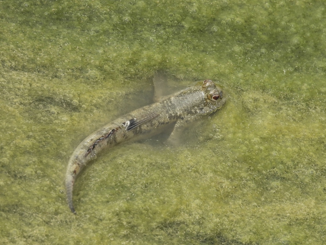 Barred Mudskipper - Periophthalmus argentilineatus  Barred Mudskipper,Fish,Mudskipper,Periophthalmus argentilineatus,Philippines,Romblon
