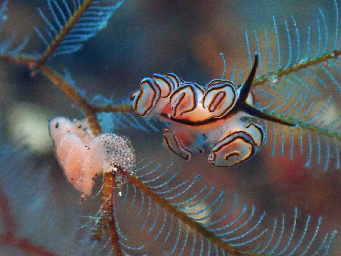 Doughnut  Bali,Doto greenamyeri,Doughnut Nudi,Indonesia,Nudibranch,Tulamben