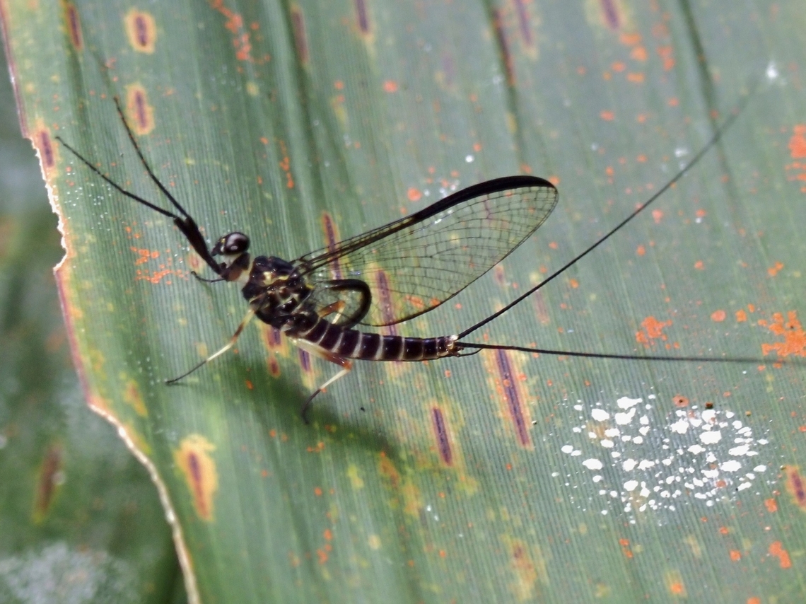 Stream Mayfly - Atopopus edmundsi  Atopopus edmundsi,Malaysia,Mayfly,Sabah,Stream Mayfly