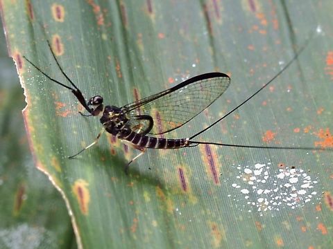 Stream Mayfly - Atopopus edmundsi  Atopopus edmundsi,Malaysia,Mayfly,Sabah,Stream Mayfly