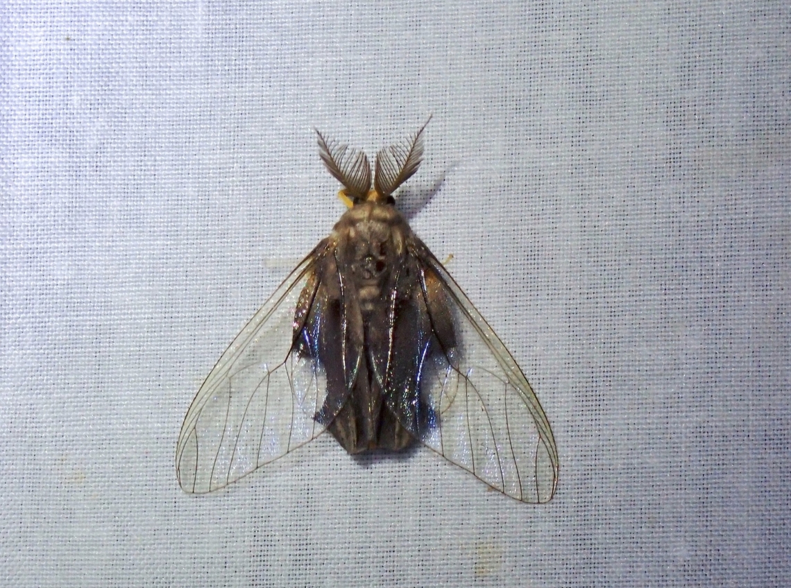 Clearwing Tussock Moth - Perina sunda  Kelantan,Malaysia,Moth,Perina sunda,Sundanian Clearwing Tussock Moth,Tussock Moth