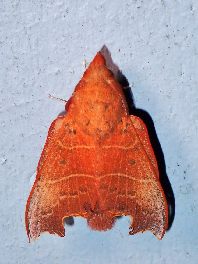 Lappet Moth - Hallicarnia albipectus  Hallicarnia albipectus,Lappet Moth,Malaysia,Moth,Pahang