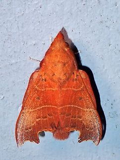 Lappet Moth - Hallicarnia albipectus  Hallicarnia albipectus,Lappet Moth,Malaysia,Moth,Pahang