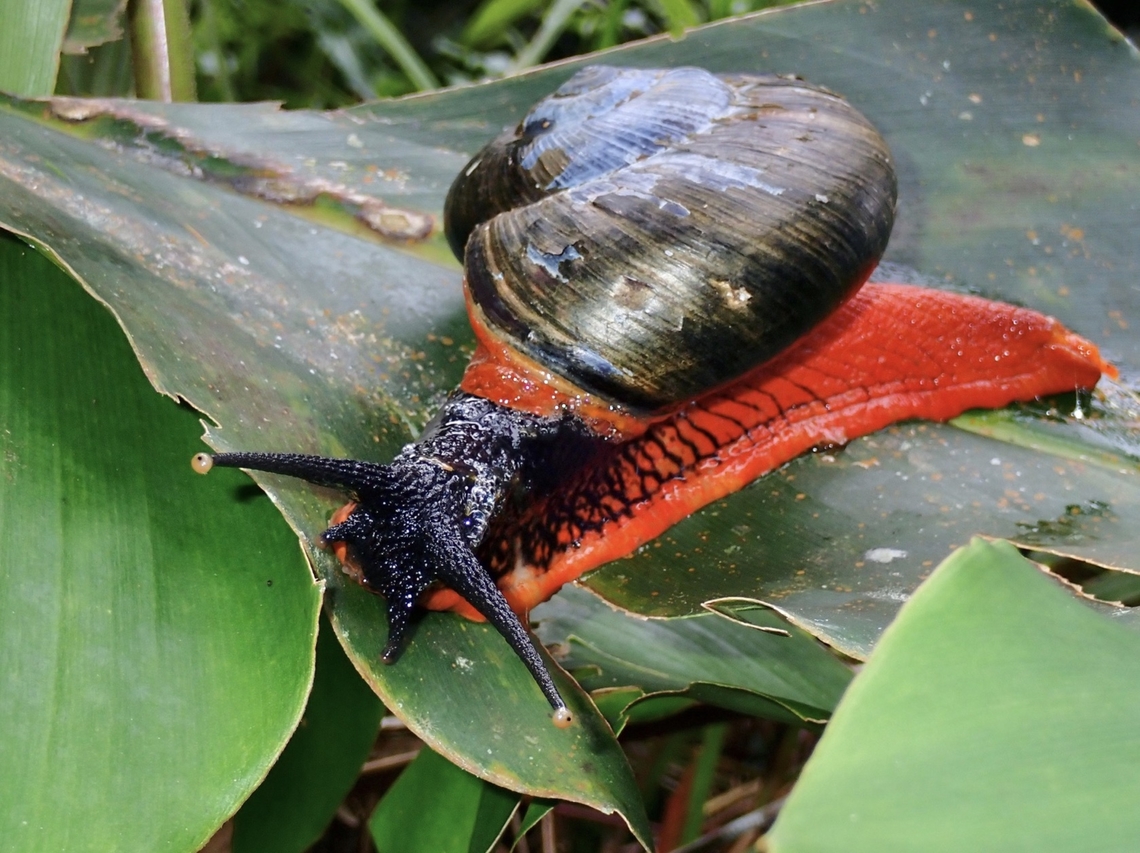 Fire Snail - Platymma tweediei  Fire Snail,Kelantan,Malaysia,Platymma tweediei,Snail