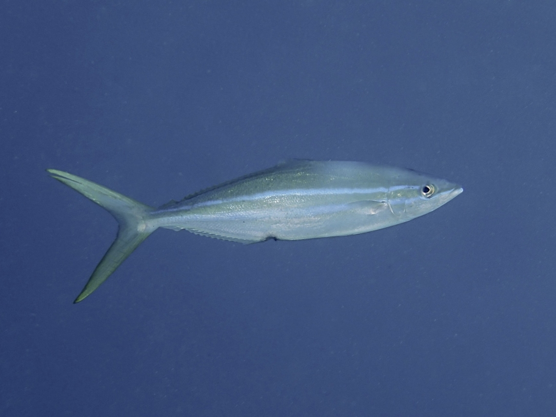 Rainbow Runner - Elagatis bipinnulata  Anilao,Batangas,Elagatis bipinnulata,Fish,Philippines,Rainbow Runner