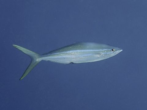 Rainbow Runner - Elagatis bipinnulata  Anilao,Batangas,Elagatis bipinnulata,Fish,Philippines,Rainbow Runner