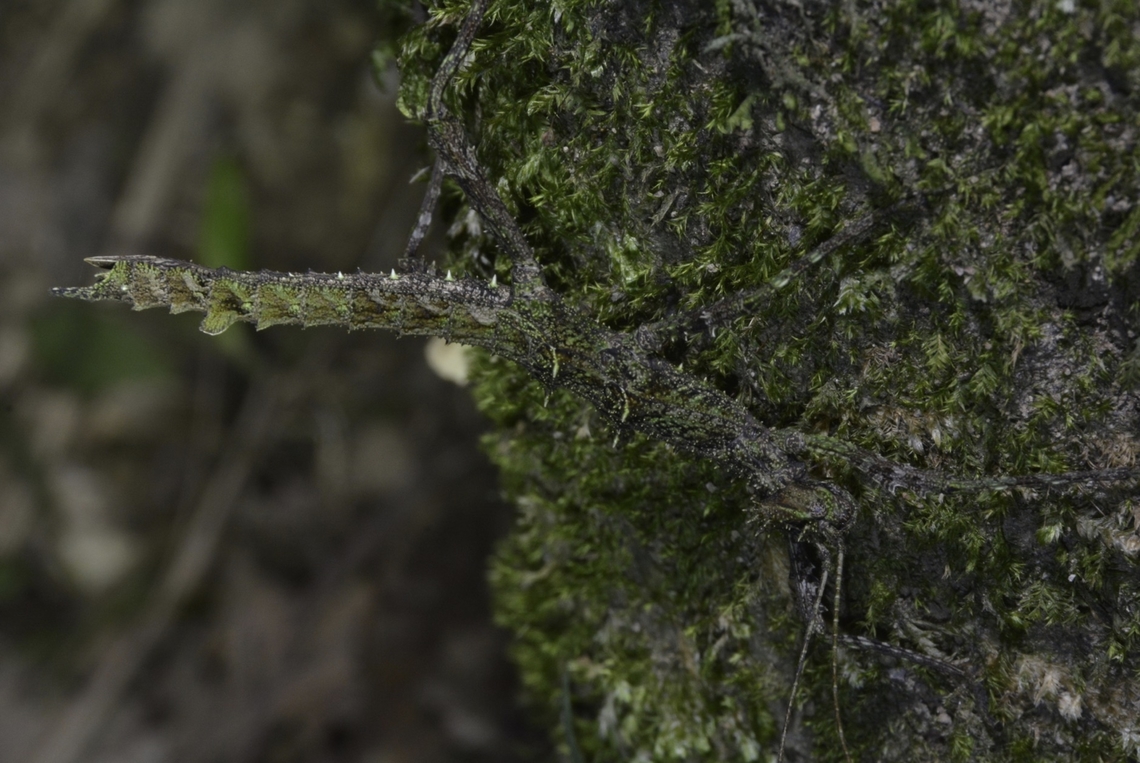 Phasmid/Stick Insect - Sungaya dumagat Photographed in Dec 2015, described as new species in Nov 2023. Nueva Vizcaya,Phasmatodea,Phasmid,Phasmida,Philippines,Stick Insect,Sungaya dumagat