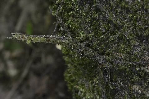 Phasmid/Stick Insect - Sungaya dumagat Photographed in Dec 2015, described as new species in Nov 2023. Nueva Vizcaya,Phasmatodea,Phasmid,Phasmida,Philippines,Stick Insect,Sungaya dumagat