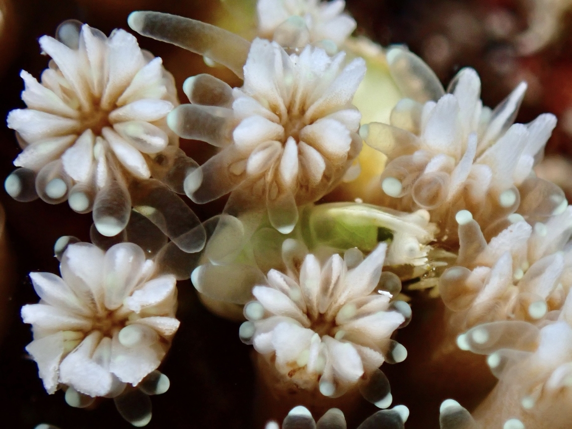Snapping Shrimp - Racilius compressus  Philippines,Racilius compressus,Romblon,Snapping Shrimp