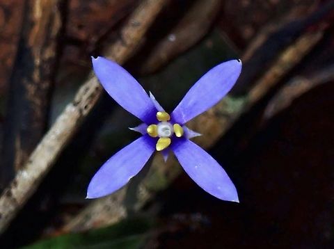 Dainty Herb - Exacum paucisquamum  Dainty Herb,Exacum paucisquamum,Flower,Palawan,Philippines