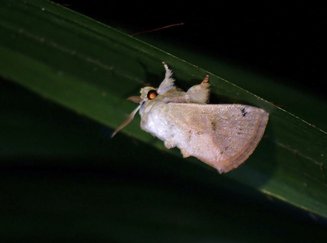 Moth - Darna metaleuca  Darna metaleuca,Malaysia,Moth,Penang