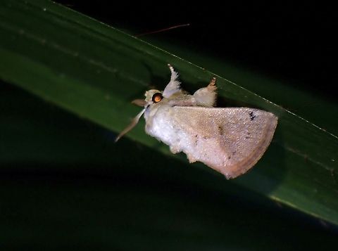 Moth - Darna metaleuca  Darna metaleuca,Malaysia,Moth,Penang