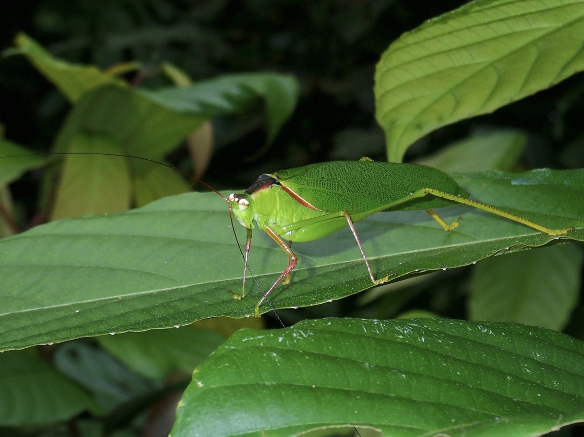 Leaf Katydid - Psyrana melanonota  Katydid,Leaf Katydid,Malaysia,Psyrana melanonota,Sabah