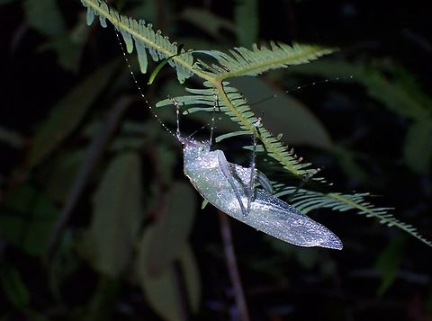 Leaf Katydid - Arnobia trichopus  Arnobia trichopus,Katydid,Leaf Katydid,Malaysia,Penang