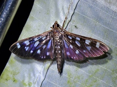 Pearl Moth - Pygospila tyres  Malaysia,Moth,Pearl Moth,Pygospila tyres,Sabah