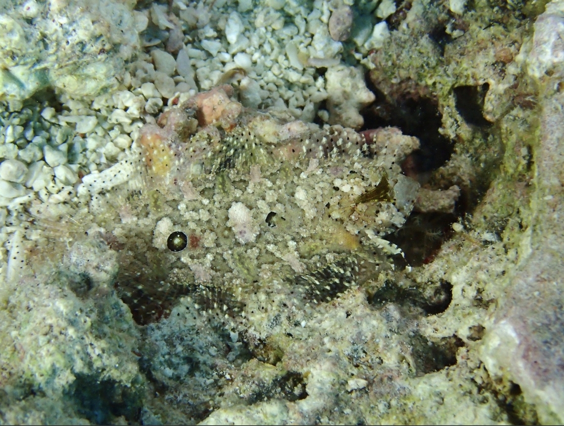 Threespot Righteye Flounder - Samariscus triocellatus  Cebu,Fish,Flounder,Malapascua,Philippines,Righteye Flounder,Samariscus triocellatus,Threespot Righteye Flounder