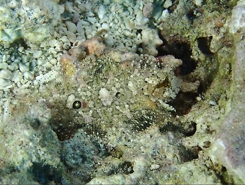 Threespot Righteye Flounder - Samariscus triocellatus  Cebu,Fish,Flounder,Malapascua,Philippines,Righteye Flounder,Samariscus triocellatus,Threespot Righteye Flounder