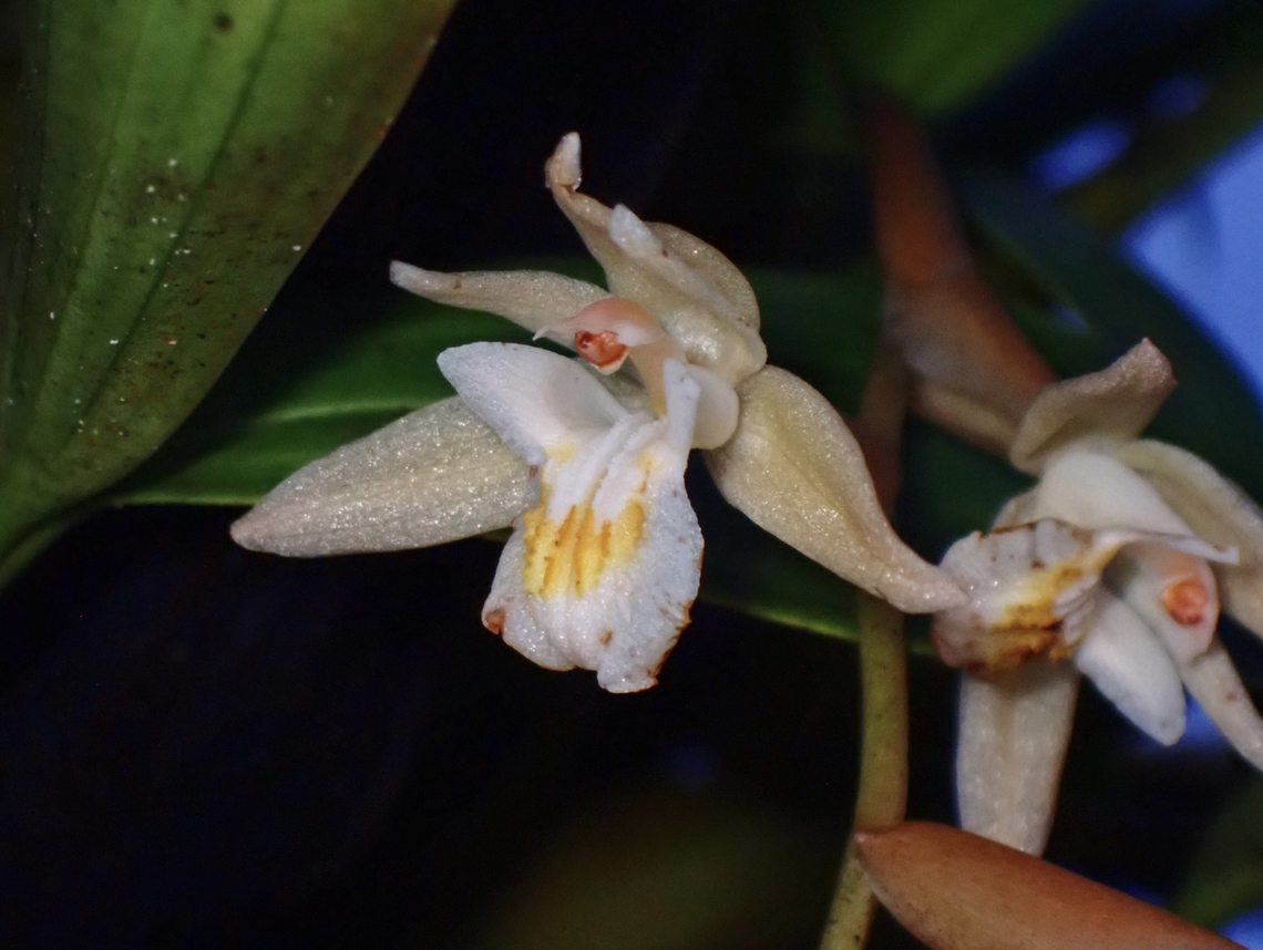 Orchid - Coelogyne venusta  Coelogyne venusta,Flower,Malaysia,Orchid,Sabah