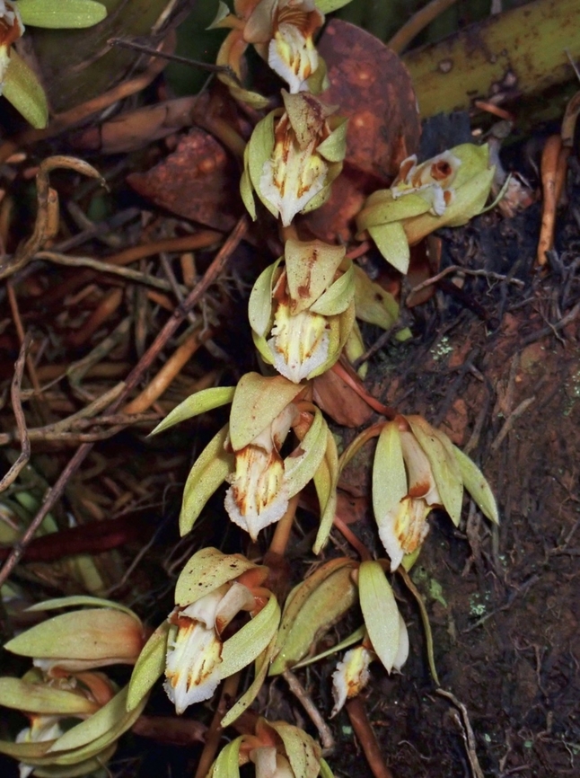 Orchid - Coelogyne rochussenii  Coelogyne rochussenii,Flower,Malaysia,Orchid,Sabah