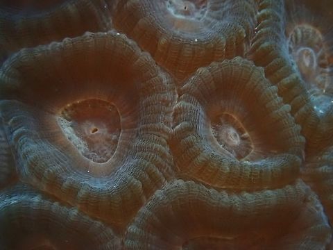 Astraeosmilia maxima