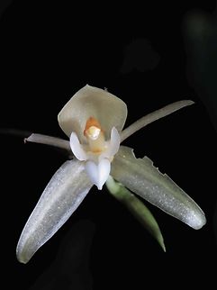 Elf with a Heart Species described in 2002 after local Sabahan, Datuk C.L. Chan Chan's Coelogyne,Coelogyne chanii,Flower,Malaysia,Orchid,Sabah