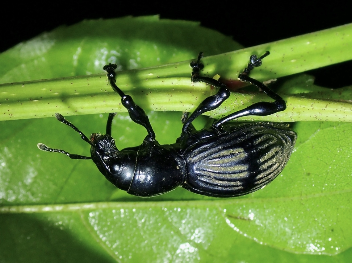 Broad-Nosed Weevil - Pachyrrhynchus pinorum  Benguet,Broad-Nosed Weevil,Pachyrrhynchus pinorum,Philippines,Weevil