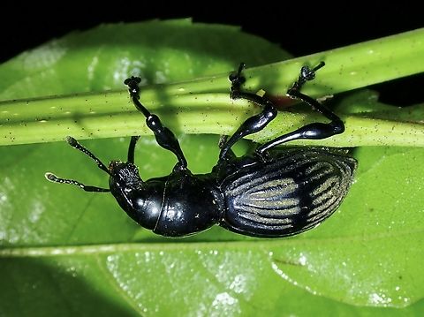 Broad-Nosed Weevil - Pachyrrhynchus pinorum  Benguet,Broad-Nosed Weevil,Pachyrrhynchus pinorum,Philippines,Weevil