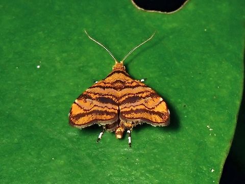 Metalmark Moth - Choreutis amethystodes  Choreutis amethystodes,MetalMark Moth,Moth,Taipei,Taiwan