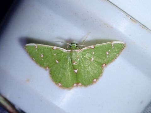 Emerald Moth - Argyrocosma inductaria  Argyrocosma inductaria,Emerald Moth,Moth,Palawan,Philippines