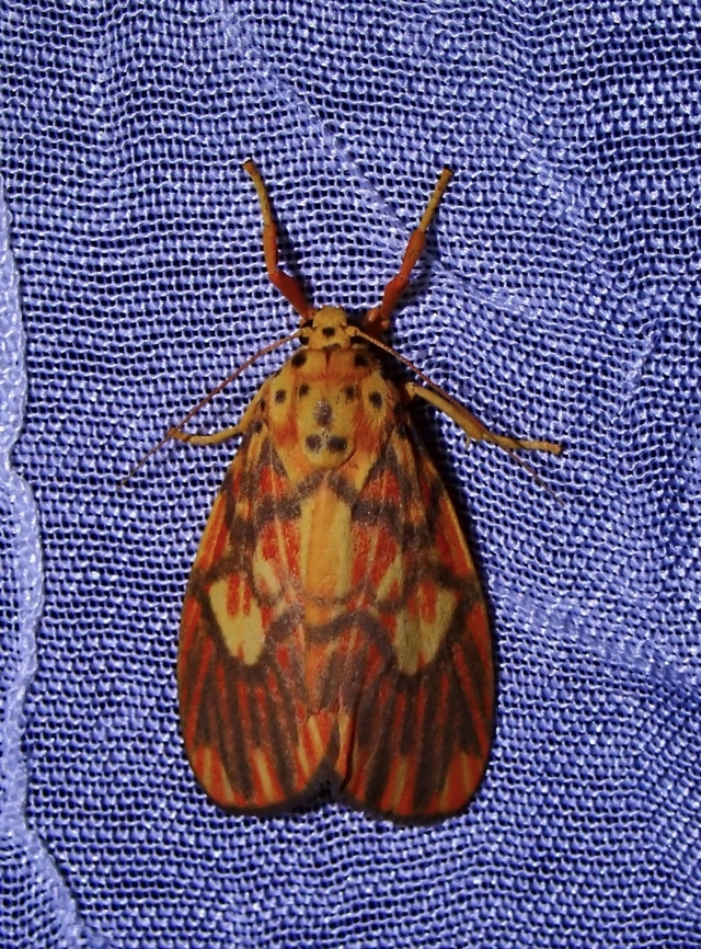 Lichen Moth - Ammatho cuneonotatus  Ammatho cuneonotatus,Dumaran,Lichen Moth,Palawan,Philippines