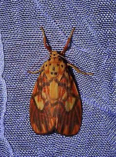Lichen Moth - Ammatho cuneonotatus  Ammatho cuneonotatus,Dumaran,Lichen Moth,Palawan,Philippines