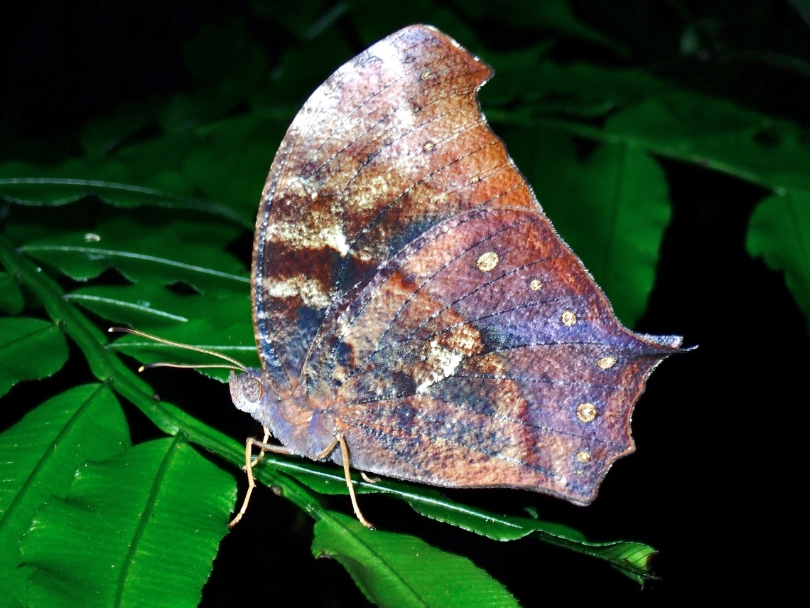 Dark Evening Brown - Melanitis phedima  Butterfly,Dark Evening Brown,Melanitis phedima,Taipei,Taiwan