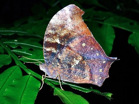 Dark Evening Brown - Melanitis phedima  Butterfly,Dark Evening Brown,Melanitis phedima,Taipei,Taiwan
