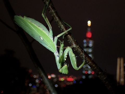 Taipei 101 Mantis  Asian Mantis,Giant Asian Mantis,Hierodula patellifera,Mantis,Praying Mantis,Taipei,Taiwan