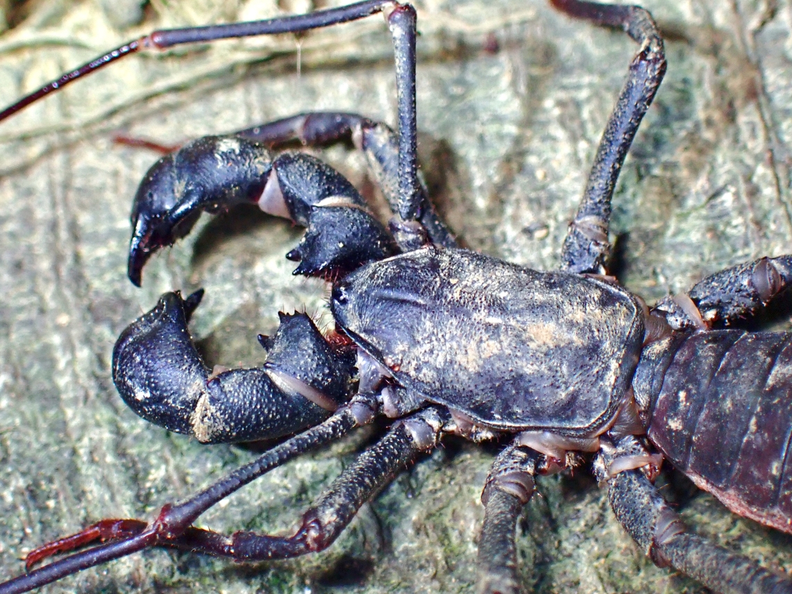 Taiwan Whipscorpion - Typopeltis crucifer  Taipei,Taiwan,Taiwan Whipscorpion,Typopeltis crucifer,Whipscorpion