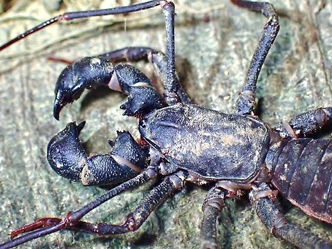 Taiwan Whipscorpion - Typopeltis crucifer  Taipei,Taiwan,Taiwan Whipscorpion,Typopeltis crucifer,Whipscorpion