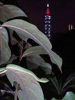 Taipei 101 Viper  Chinese Green Tree Viper,Pit Viper,Snake,Taipei,Taiwan,Trimeresurus stejnegeri,Viper