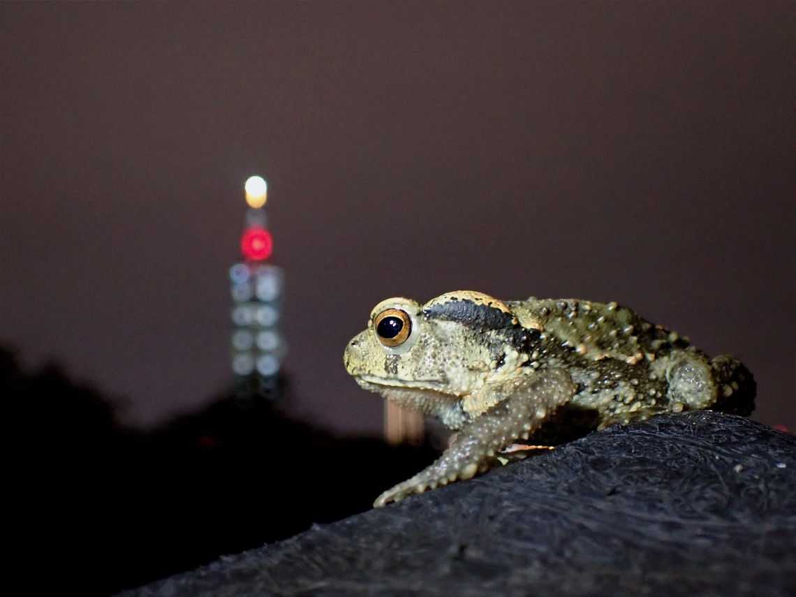 Taipei 101 Toad X3 Bufo bankorensis,Taipei,Taiwan,Taiwan Common Toad,Toad