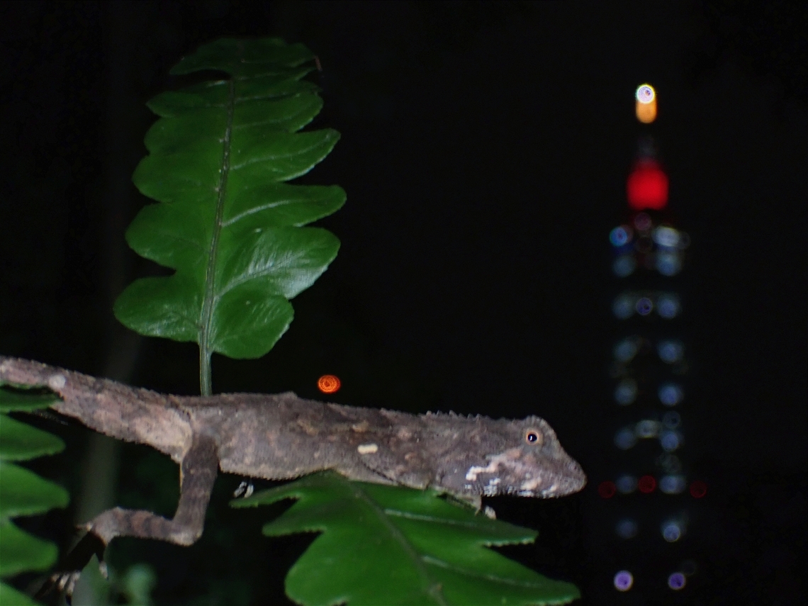 Taiwan 101 Japalure  Diploderma swinhonis,Lizard,Taipei,Taiwan,Taiwan Japalure