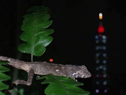 Taiwan 101 Japalure  Diploderma swinhonis,Lizard,Taipei,Taiwan,Taiwan Japalure