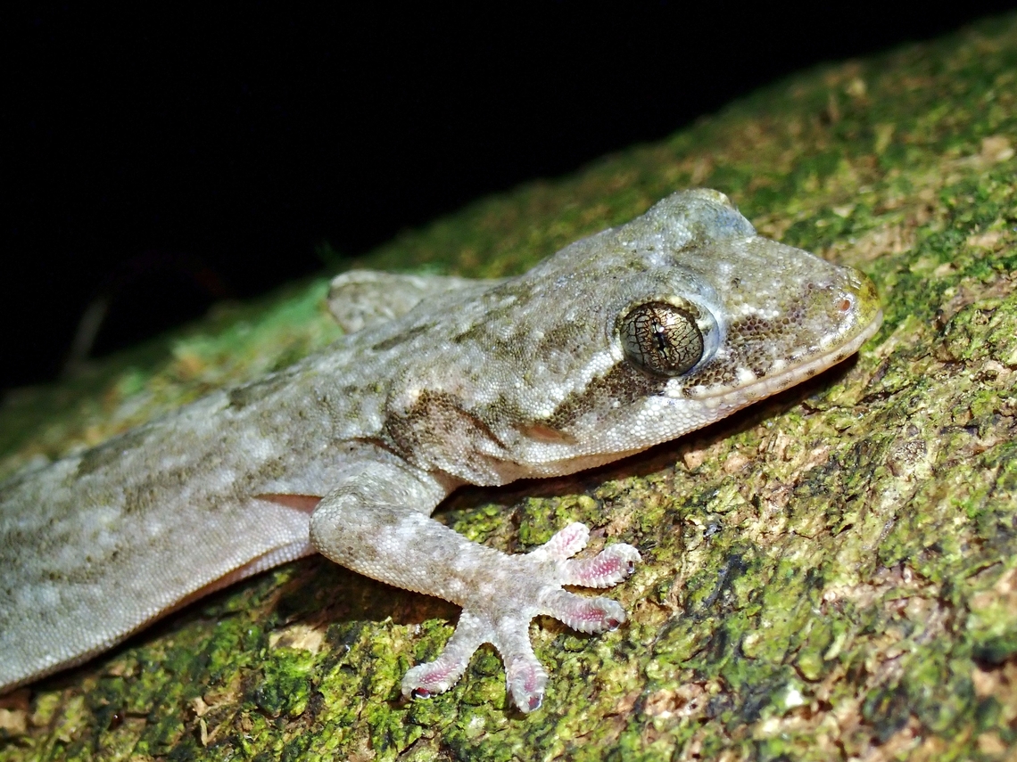 Hokou Gecko - Gekko hokouensis  Gecko,Gekko hokouensis,Hokou Gecko,Taipei,Taiwan