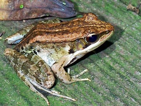 Olive Frog - Nidirana adenopleura  Frog,Nidirana adenopleura,Olive Frog,Taipei,Taiwan