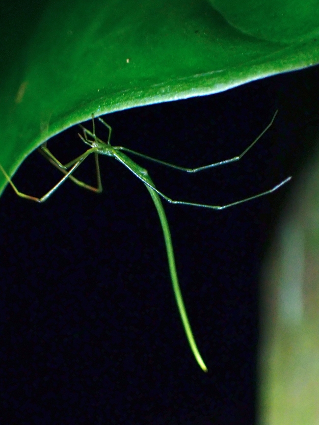 Kleptoparasitic Spider - Ariamnes cylindrogaster  Ariamnes cylindrogaster,Kleptoparasitic Spider,Spider,Taipei,Taiwan