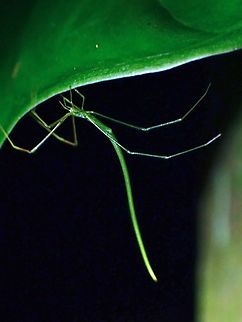 Kleptoparasitic Spider - Ariamnes cylindrogaster  Ariamnes cylindrogaster,Kleptoparasitic Spider,Spider,Taipei,Taiwan