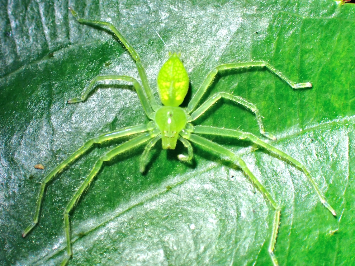 Huntsman Spider - Gnathopalystes aureolus  Gnathopalystes aureolus,Huntsman Spider,Spider,Taipei,Taiwan